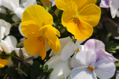 viole del pensiero