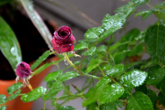 la mia rosa, Torino