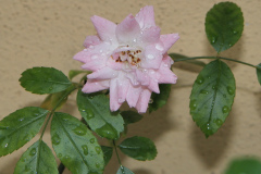 rosa