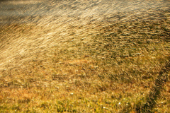acqua e sole