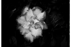flower in b-n
