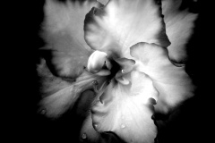 flower in b-n