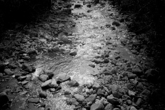 torrente