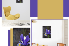 iris