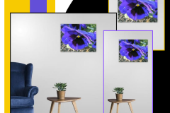 viola del pensiero 