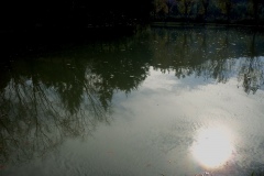 Triflisco