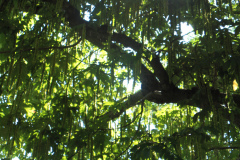 green sun