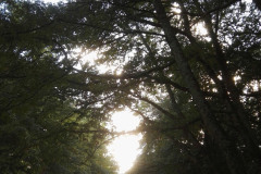 Bosco di Manziana